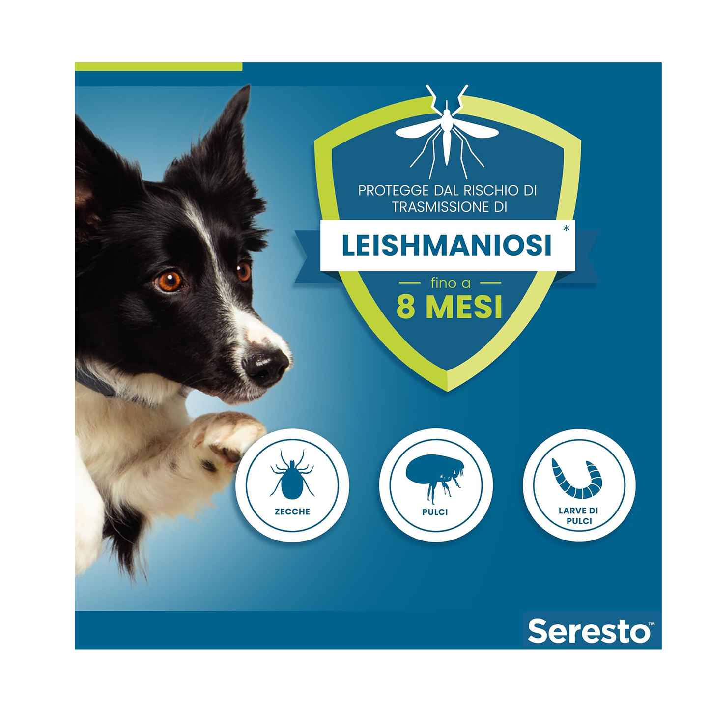 Seresto Collare per Cani fino a 8Kg
