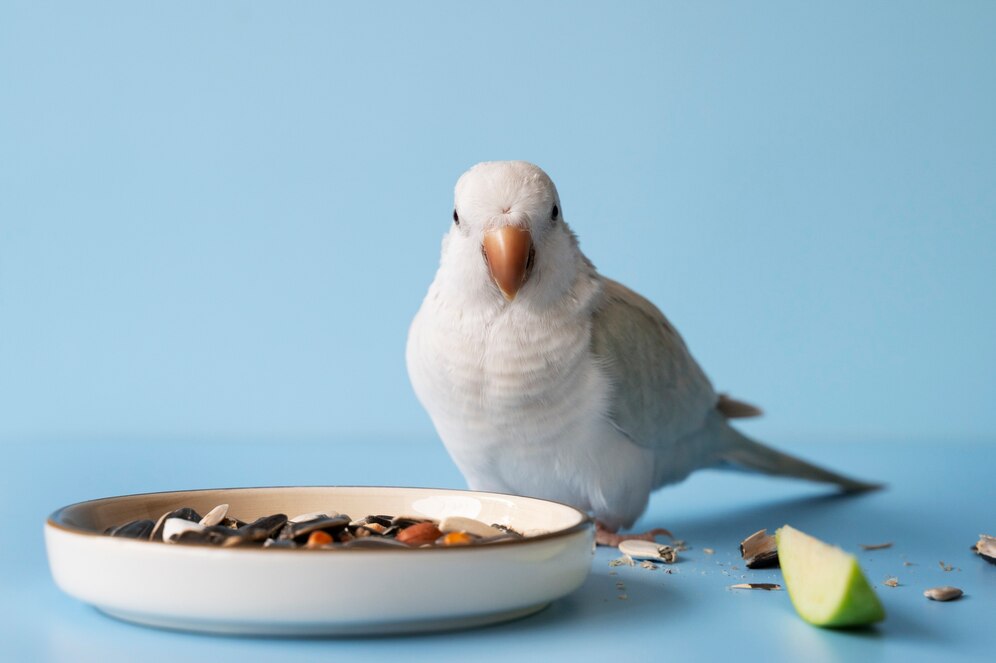 Alimenti per uccelli